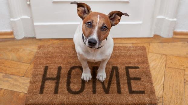 Jack Russell Terrier on welcome home mat